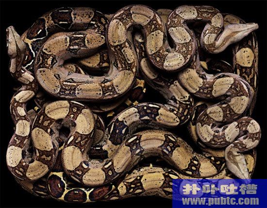 PythonDangres