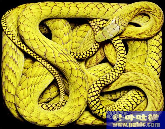 snake2Dangres