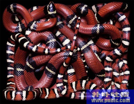 ɫͺɫDangres