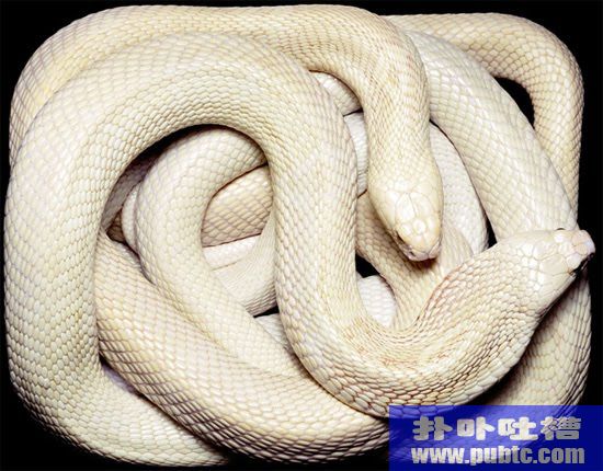 ۾Dangres
