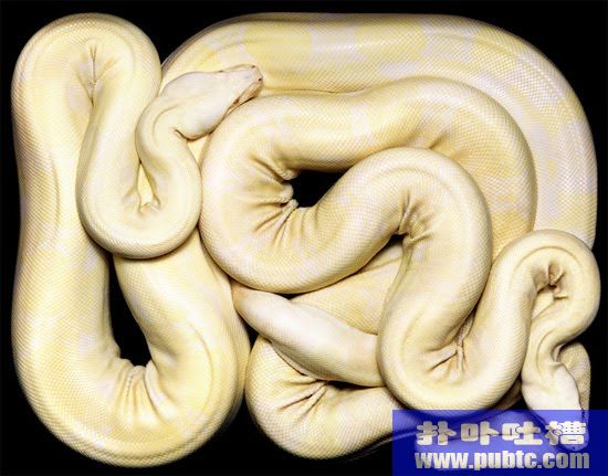 phytonDangres