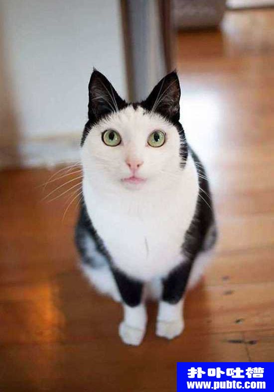 šèè