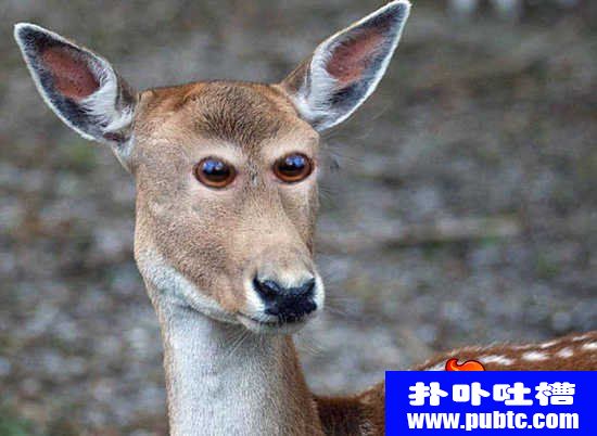 ۾һ