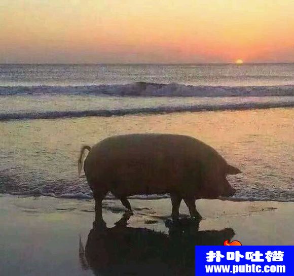 һһɶ